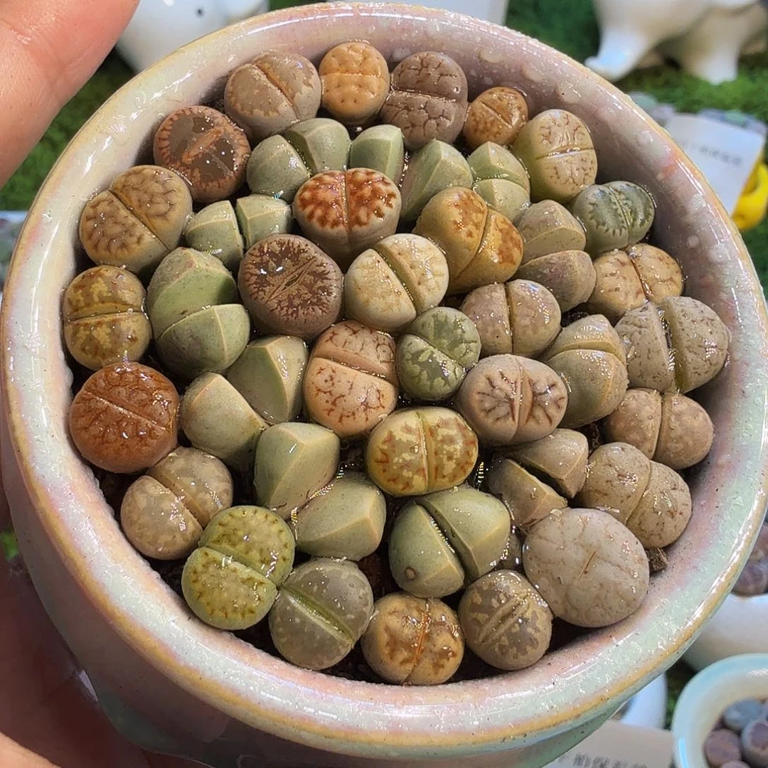 多肉植物福利1488
