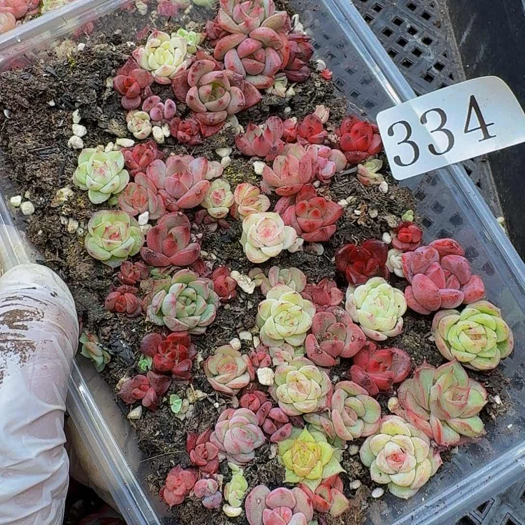 多肉植物多肉植物334