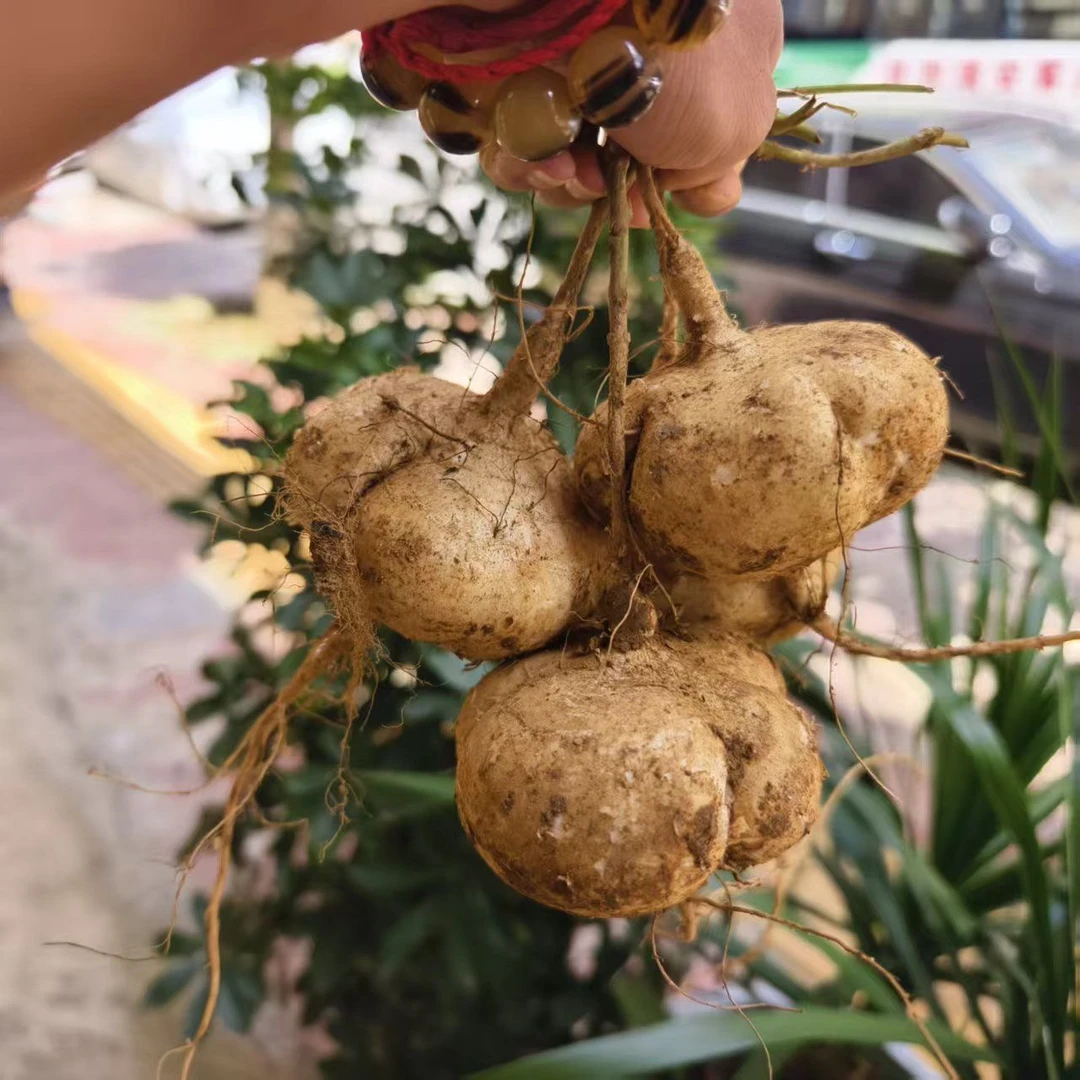 湖北天门地瓜凉薯