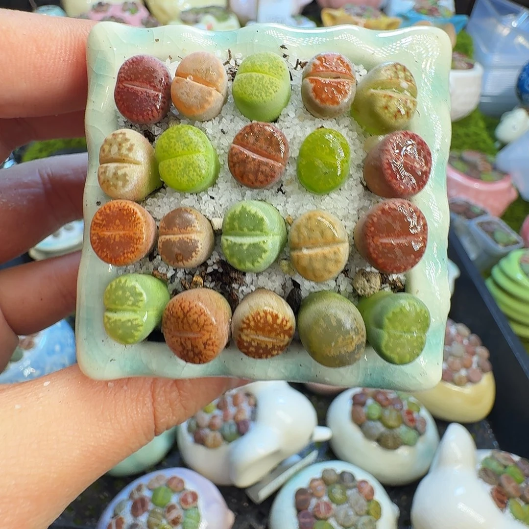 多肉植物的生长发育1257