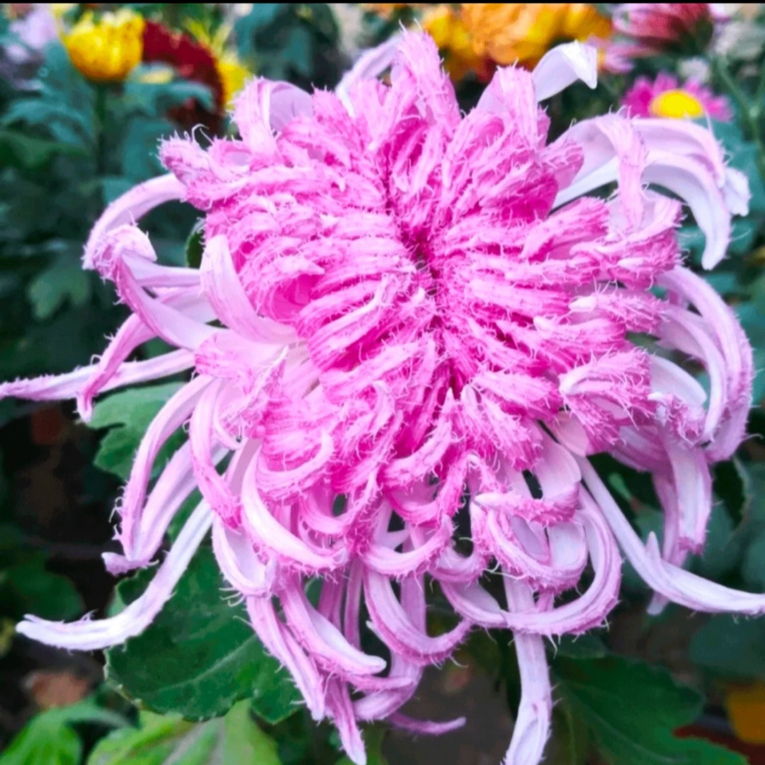 九月大花菊《鹅毛粉黛》菊花大苗 毛茸茸的感觉