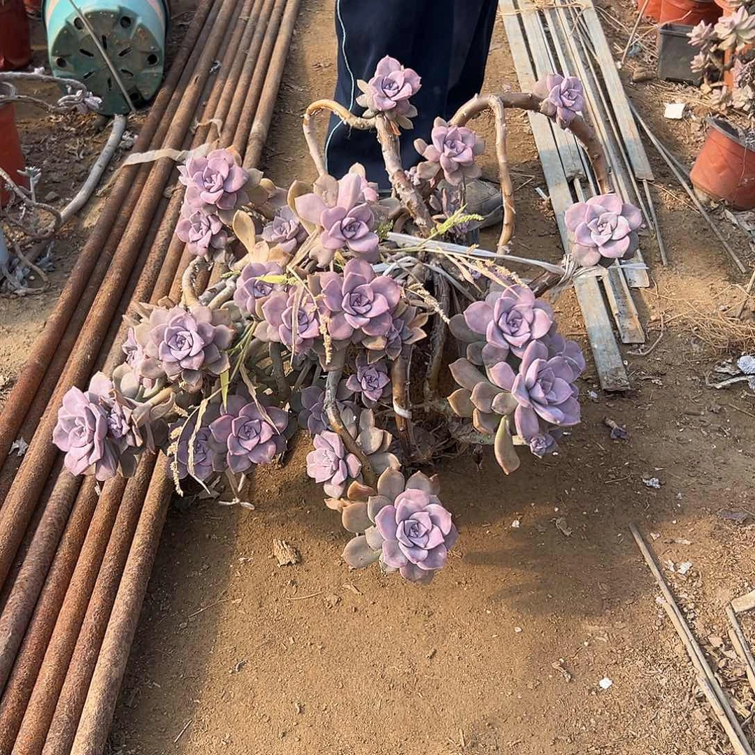 多肉植物紫乐老庄