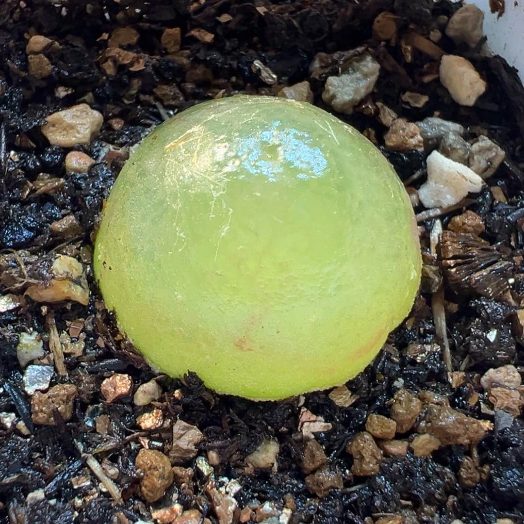 482多肉植物种类多样