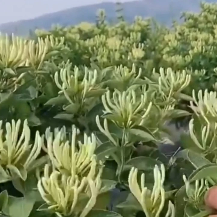 四季金银花树形盆栽地栽花卉绿植窗台庭院盆景金银花带土爬藤泡茶