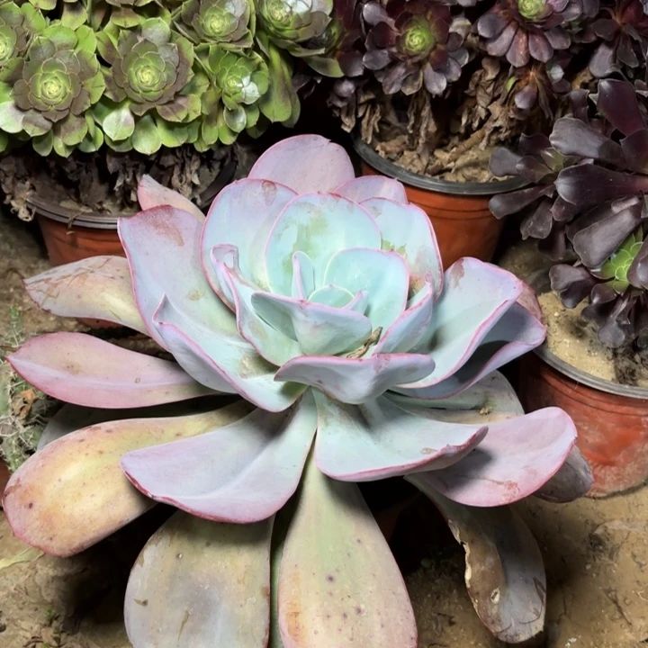 多肉植物白雪公主28