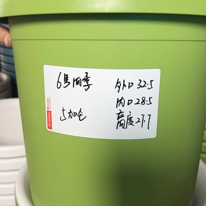 特价6四季口32.5高27.7果绿带托5只