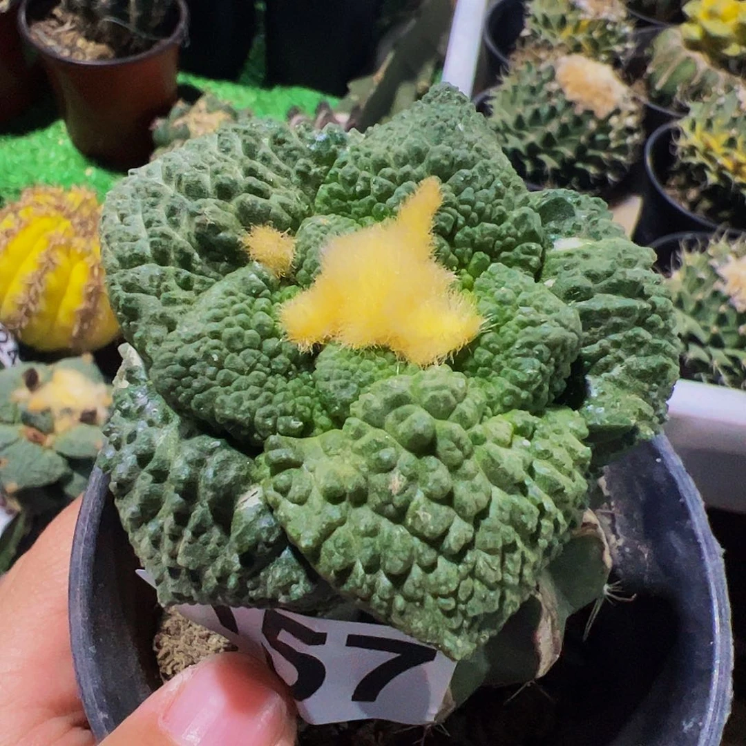 无花朵龟甲牡丹157