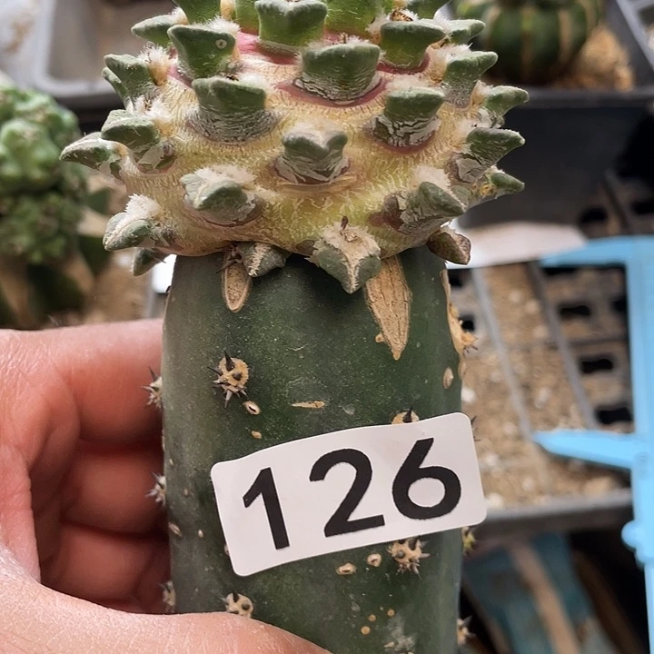 仙人球黑牡丹126号