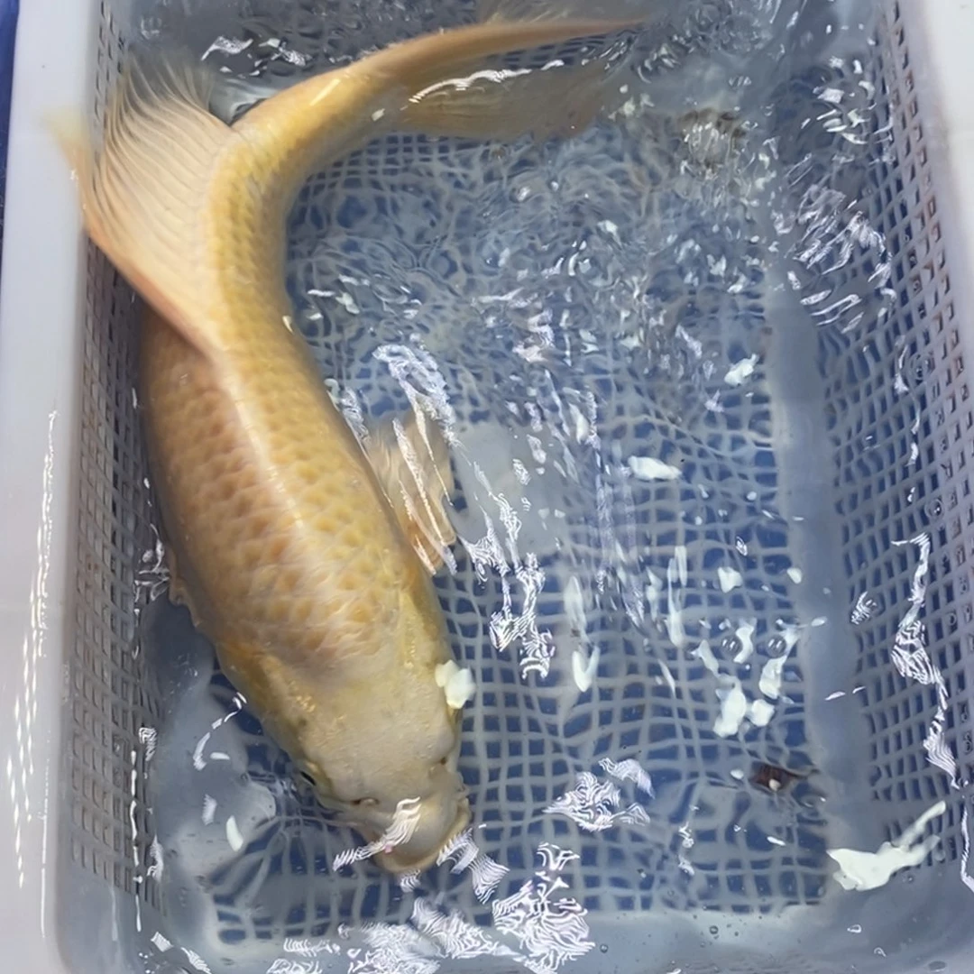 锦鲤冷水锦鲤包邮