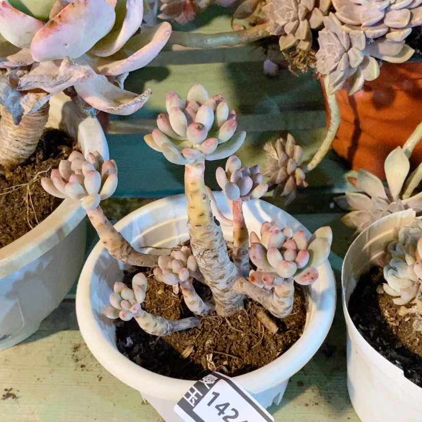 【闪购商品】存*姐灯美人14249