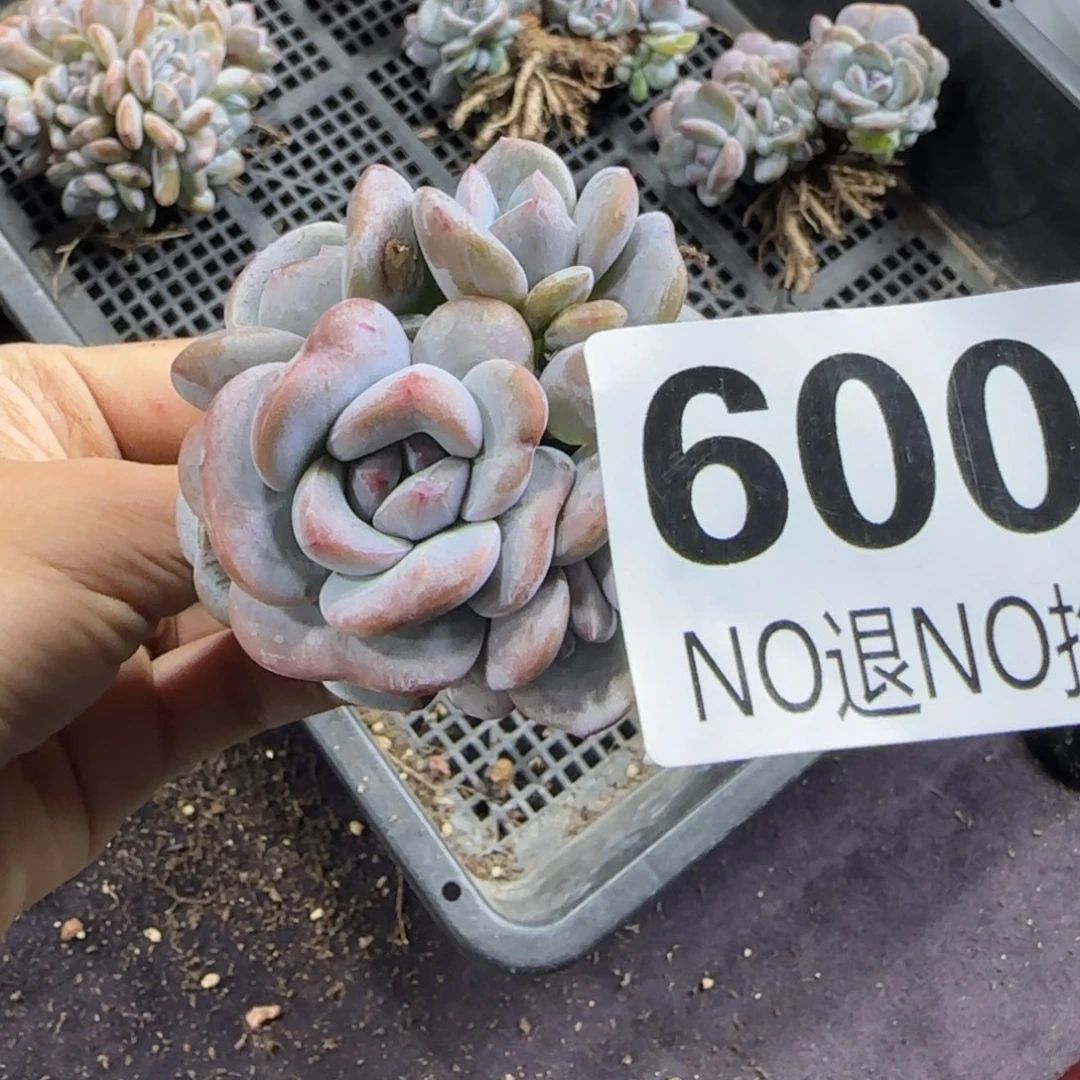 ****ᐝ星影9头一物一拍600