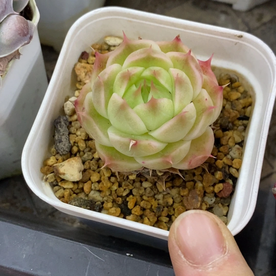 精品多肉一物一拍不包整386