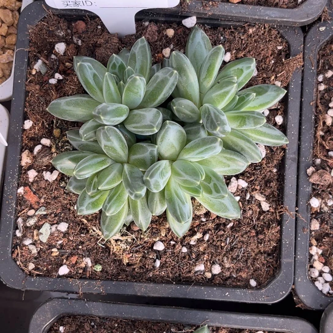 青花瓷多肉植物366