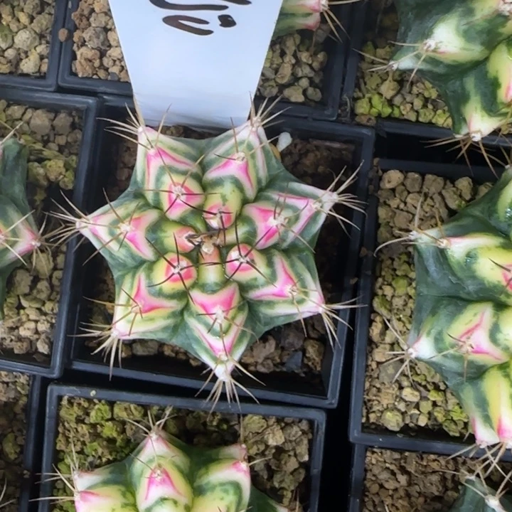 50-0210花田脱土发多肉