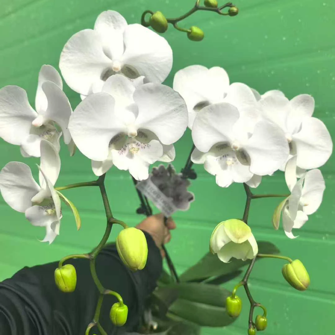 精品蝴蝶兰【时空】室内超长花期带花带花苞发货