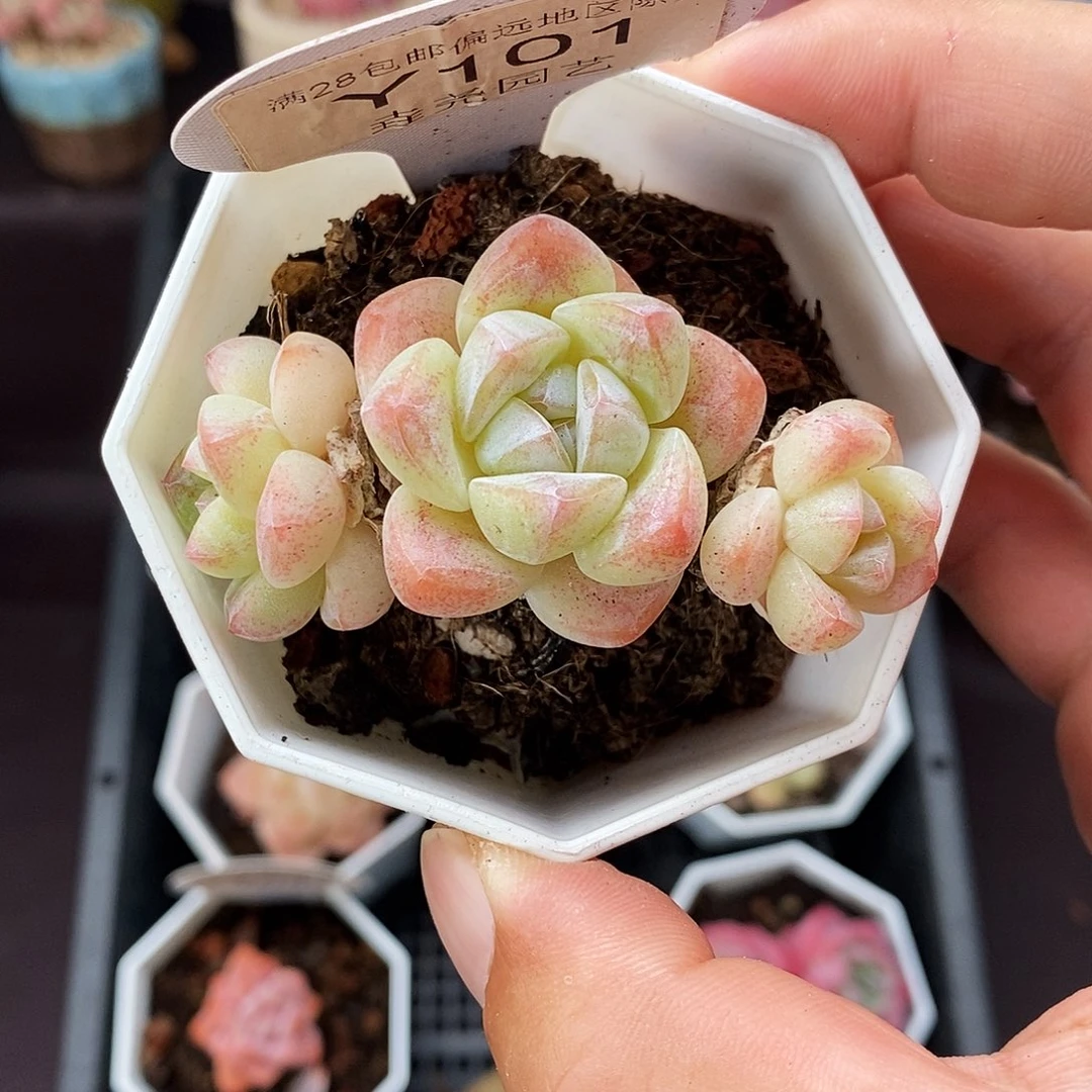0101 冰玉三头 6cm