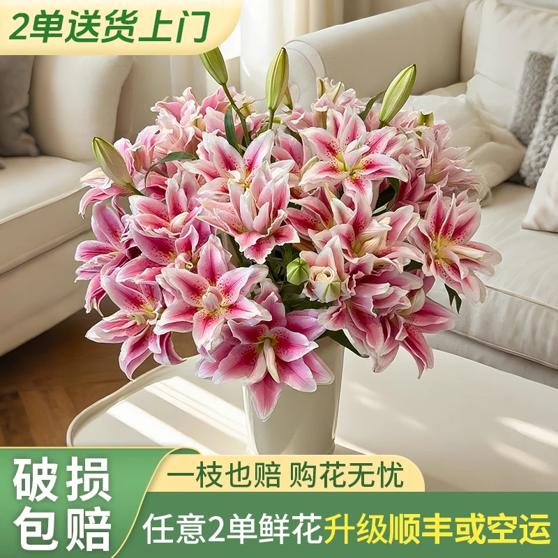 【源头优选】西亚拉重瓣百合 任意2单鲜花升级快递发货后不支持退款