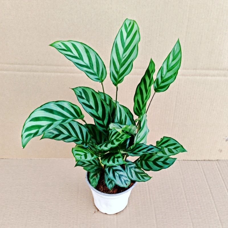 翠叶竹芋小盆栽室内净化空气植物客厅四季好养绿植办公室桌面盆栽