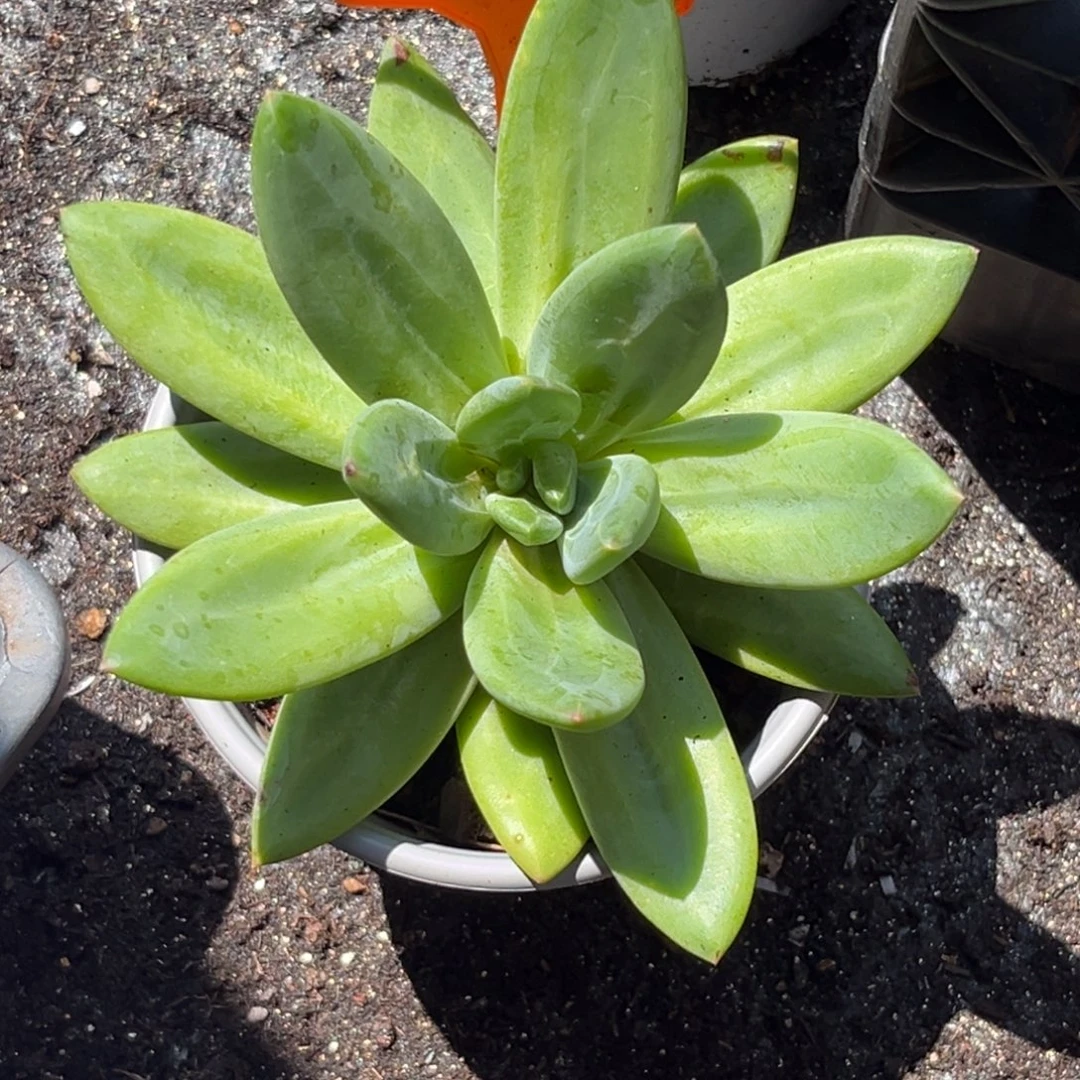 多肉植物海洋之歌434