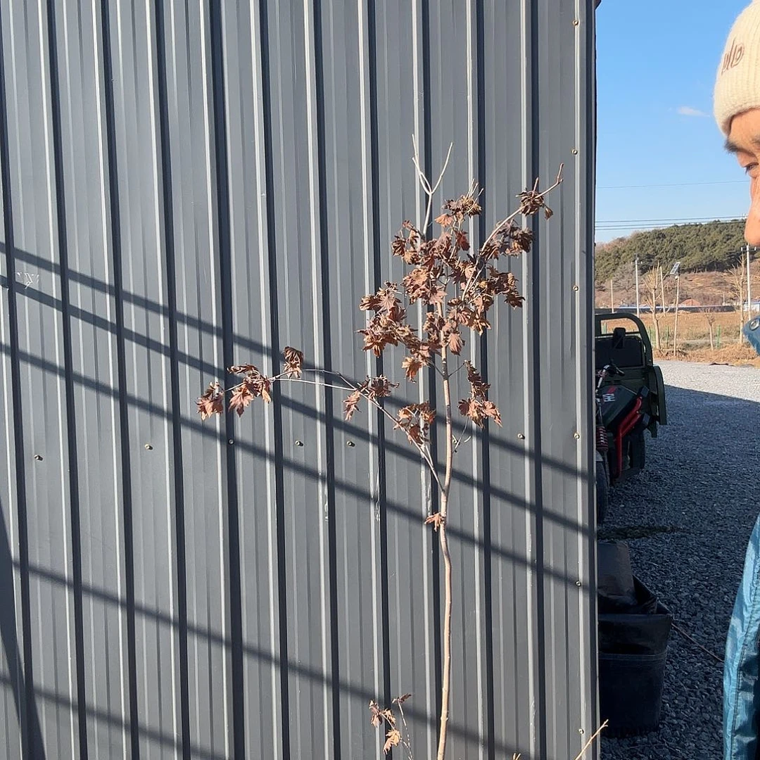 On 背景墙9盆  杂木风