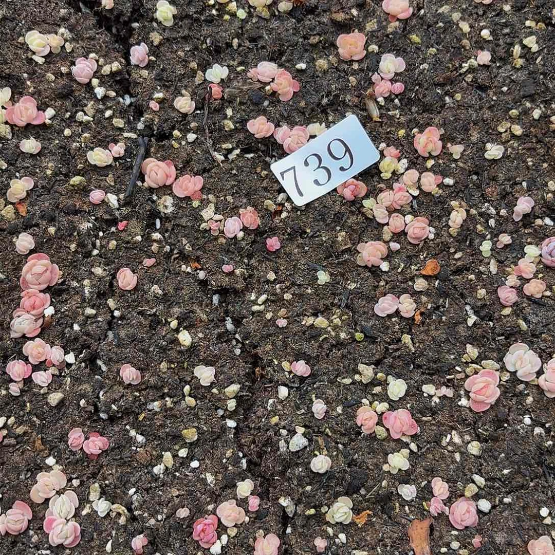 多肉植物多肉植物739