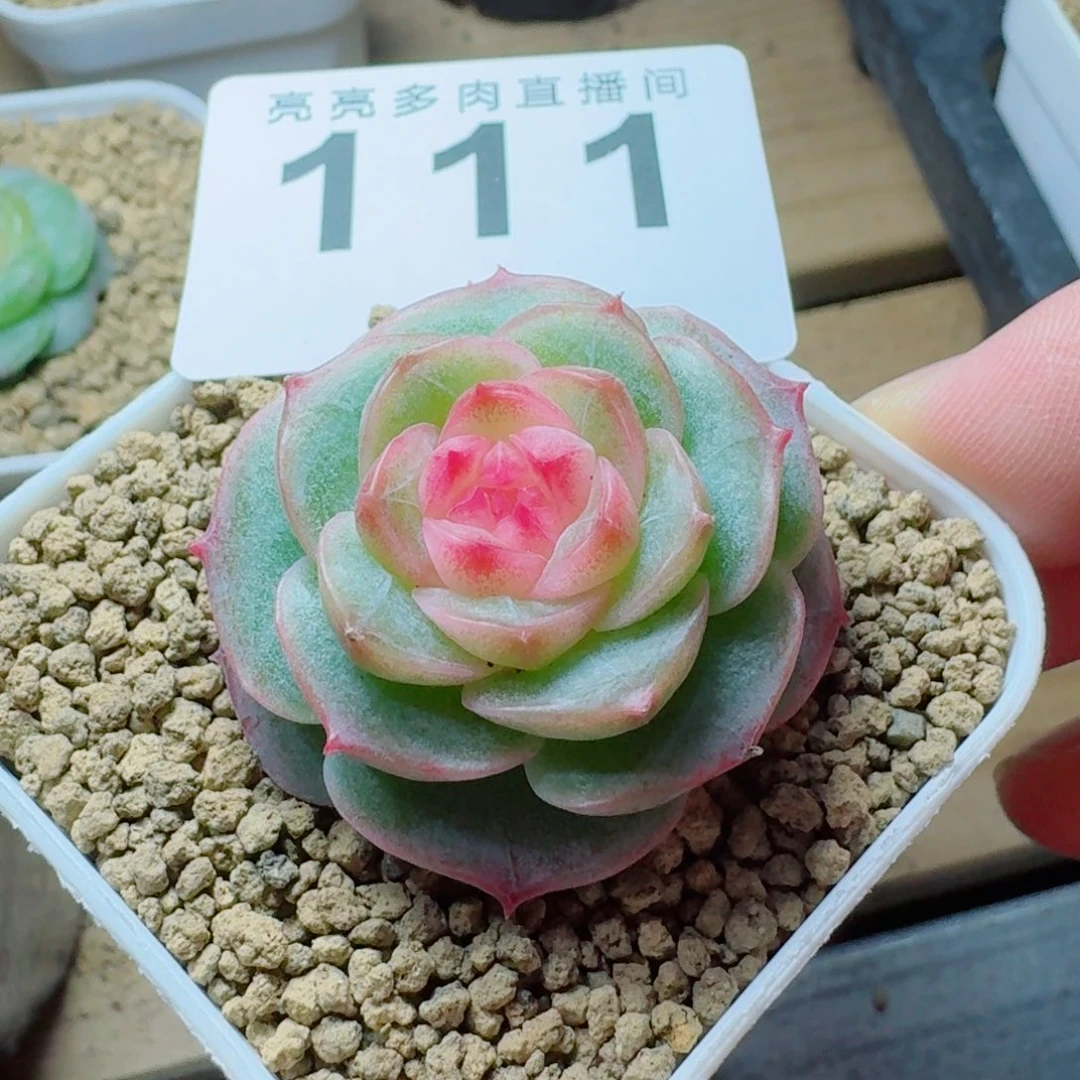 暮光之城            精美多肉植物