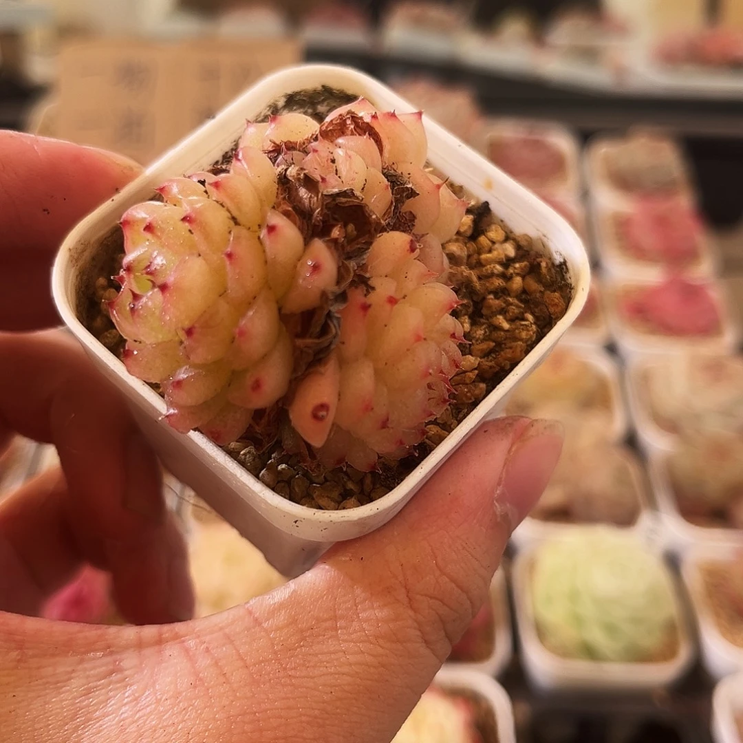 优选灯泡一物一拍5-2