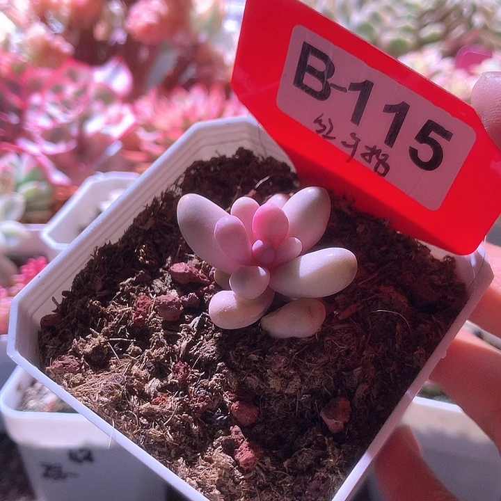 红手指覆轮锦有根
