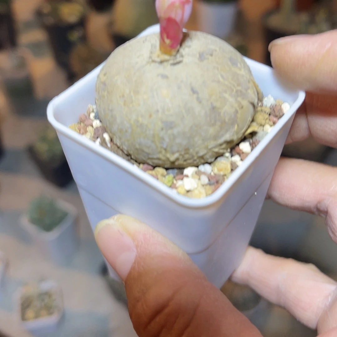 实生玫瑰大戟一物一拍