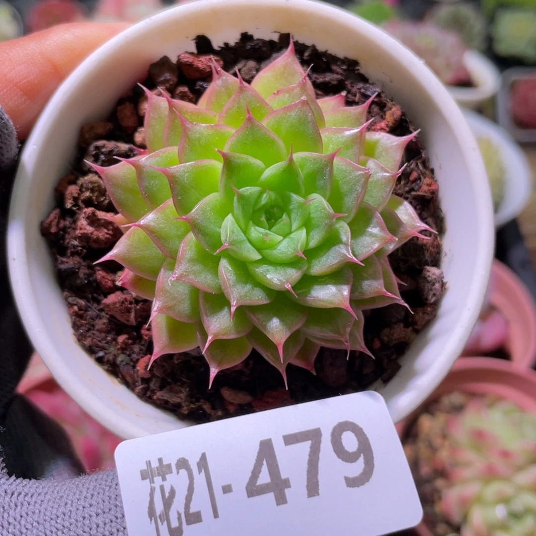 花利美21-479海王