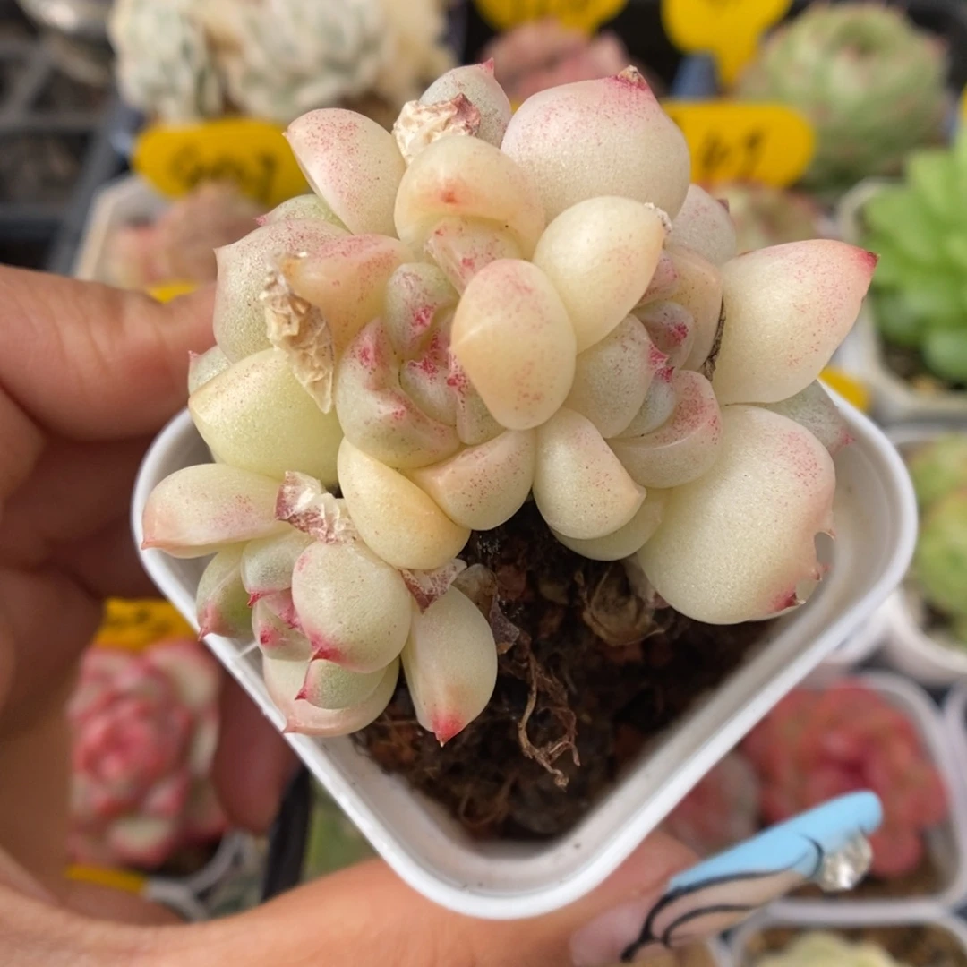 白玉珍妮群生337号。