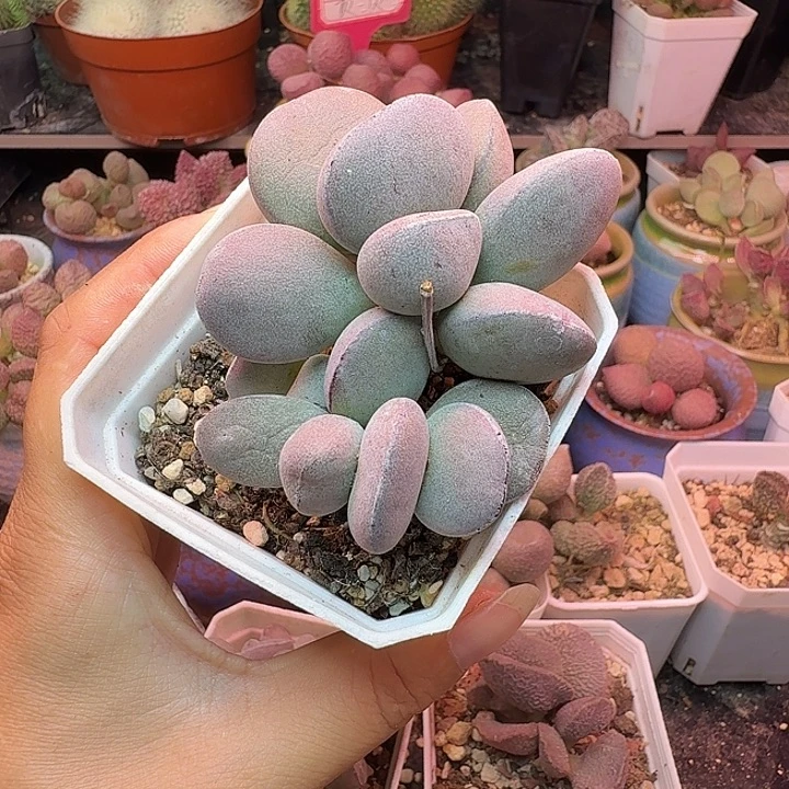 一物一拍，感谢支持