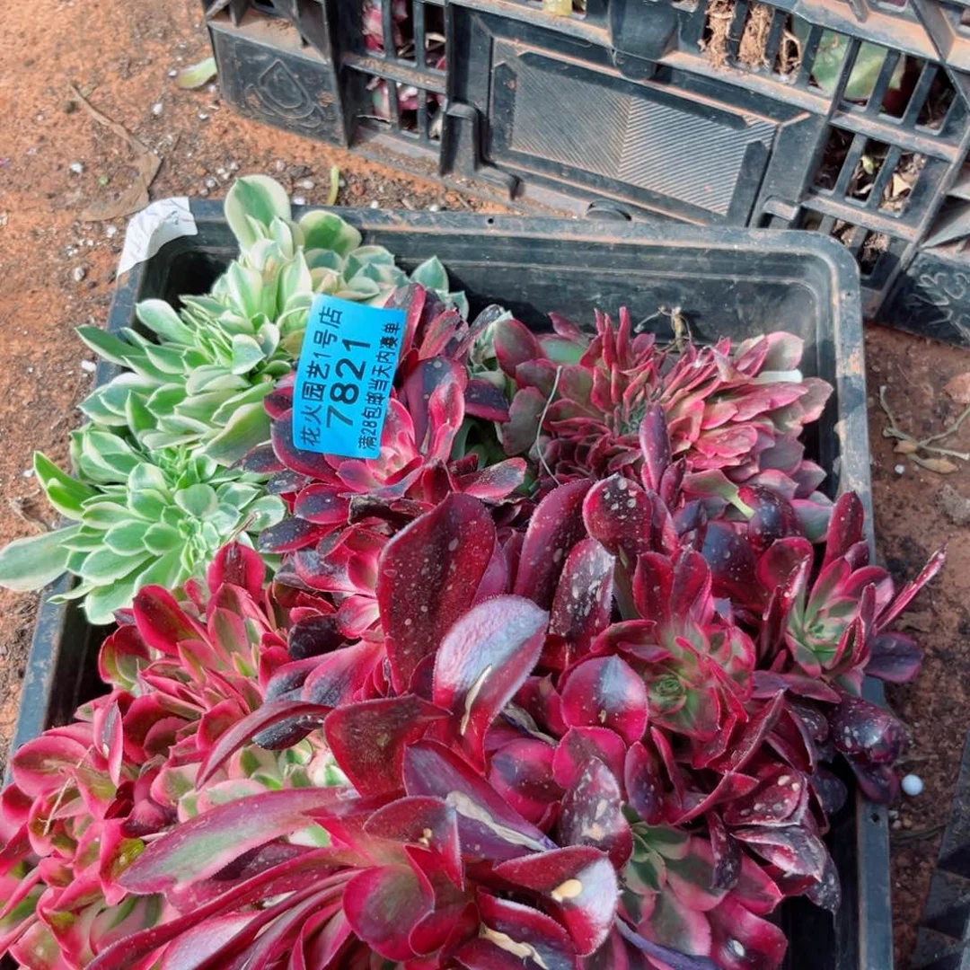 组合7821多肉植物