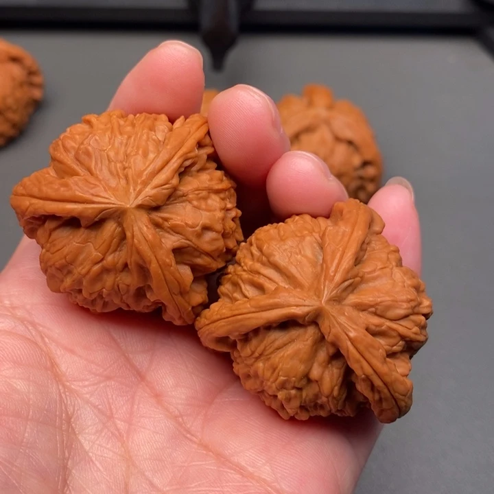 木质类核桃核桃荷兰