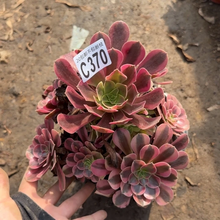 美杜……多肉植物……