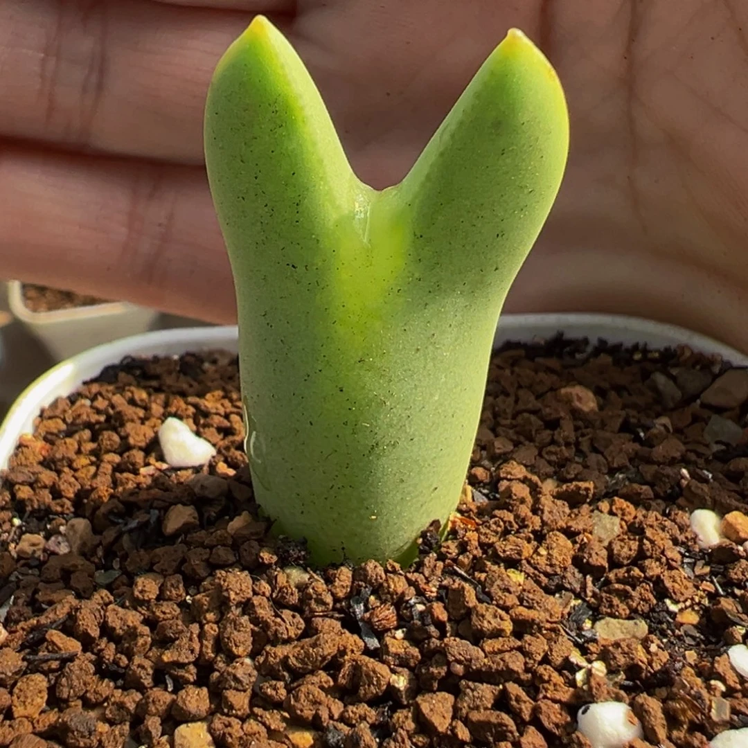 852多肉植物种类多样