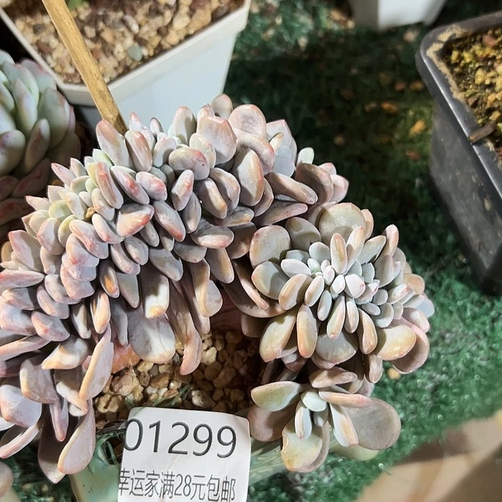 幸运的是我还没遇到你的