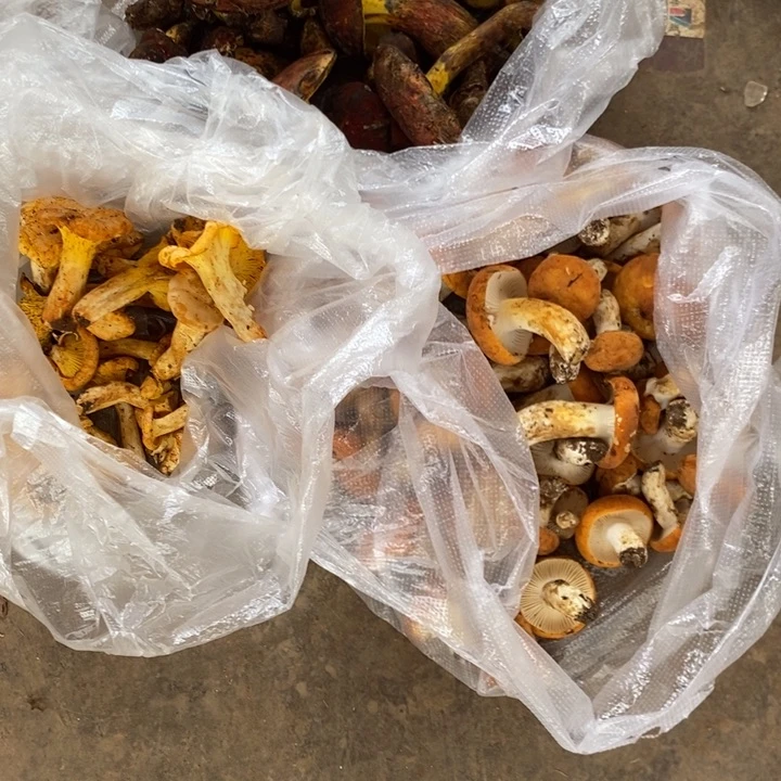 小***励大陆中国云南省石屏县中国大陆