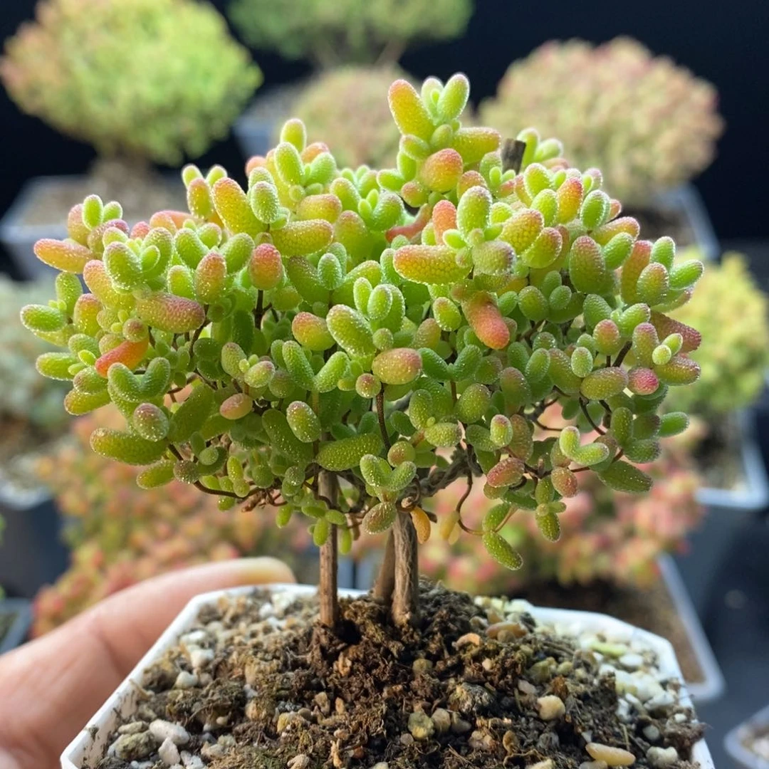 601蜜橘糖球。