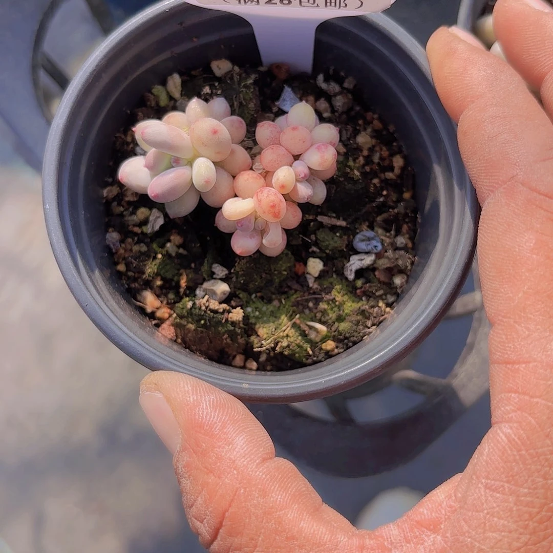 A539萤火虫一物一拍