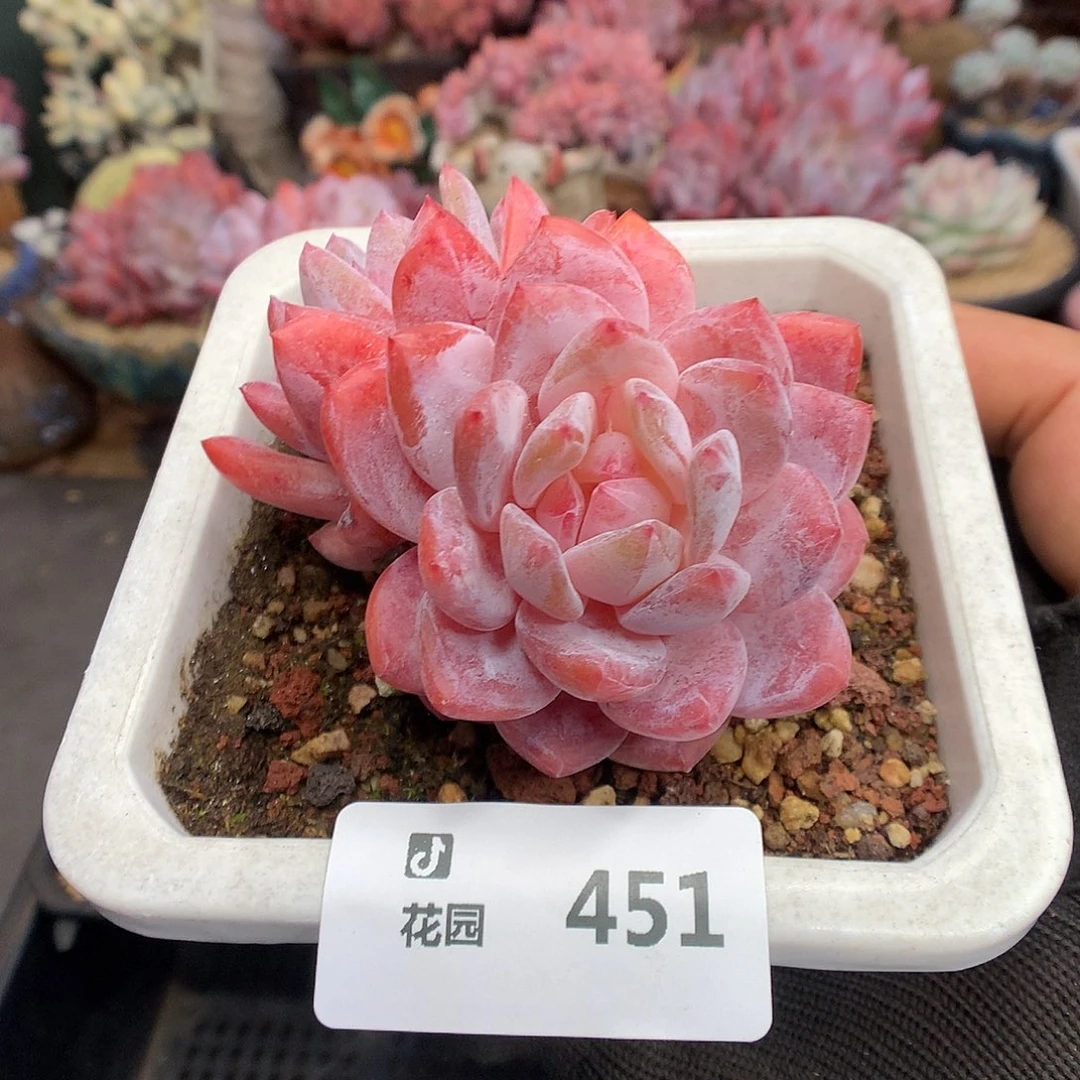 451雪天使多肉植物6666