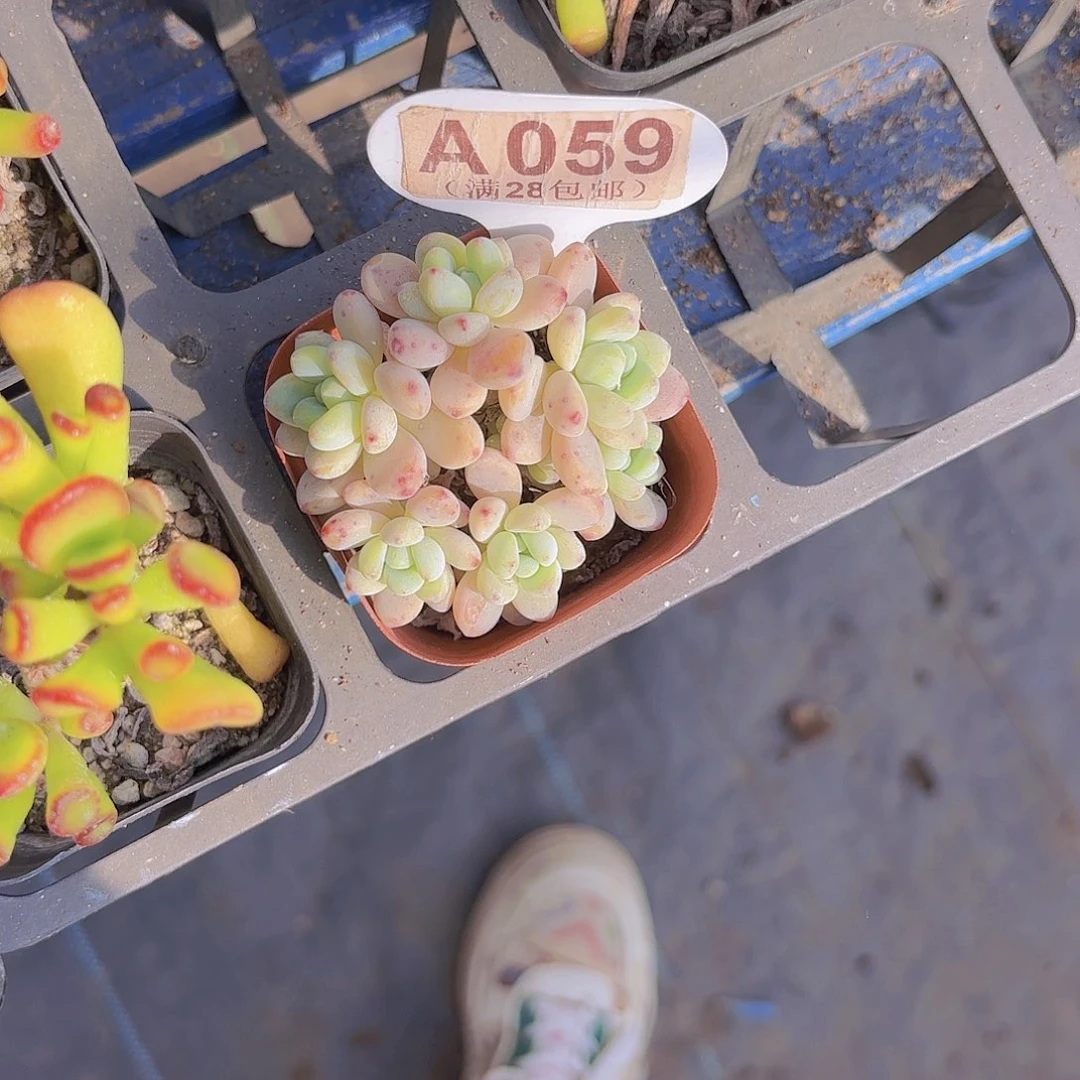 A059劳尔一物一拍