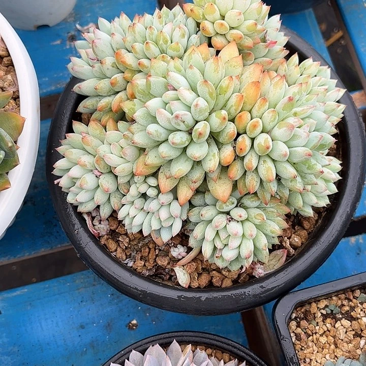 多肉植物一物一拍