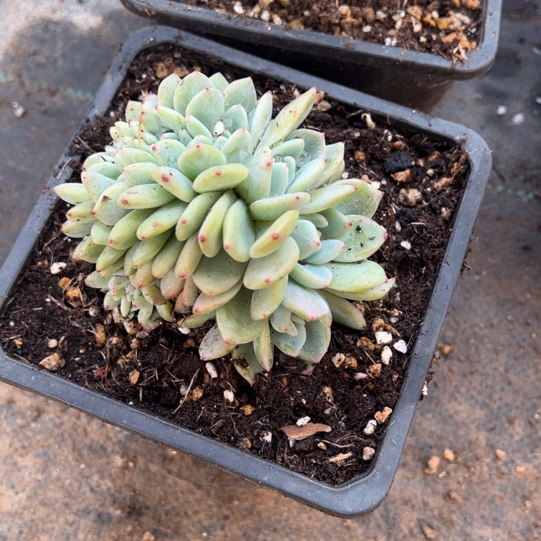 吖***妮多肉植物，多肉植物