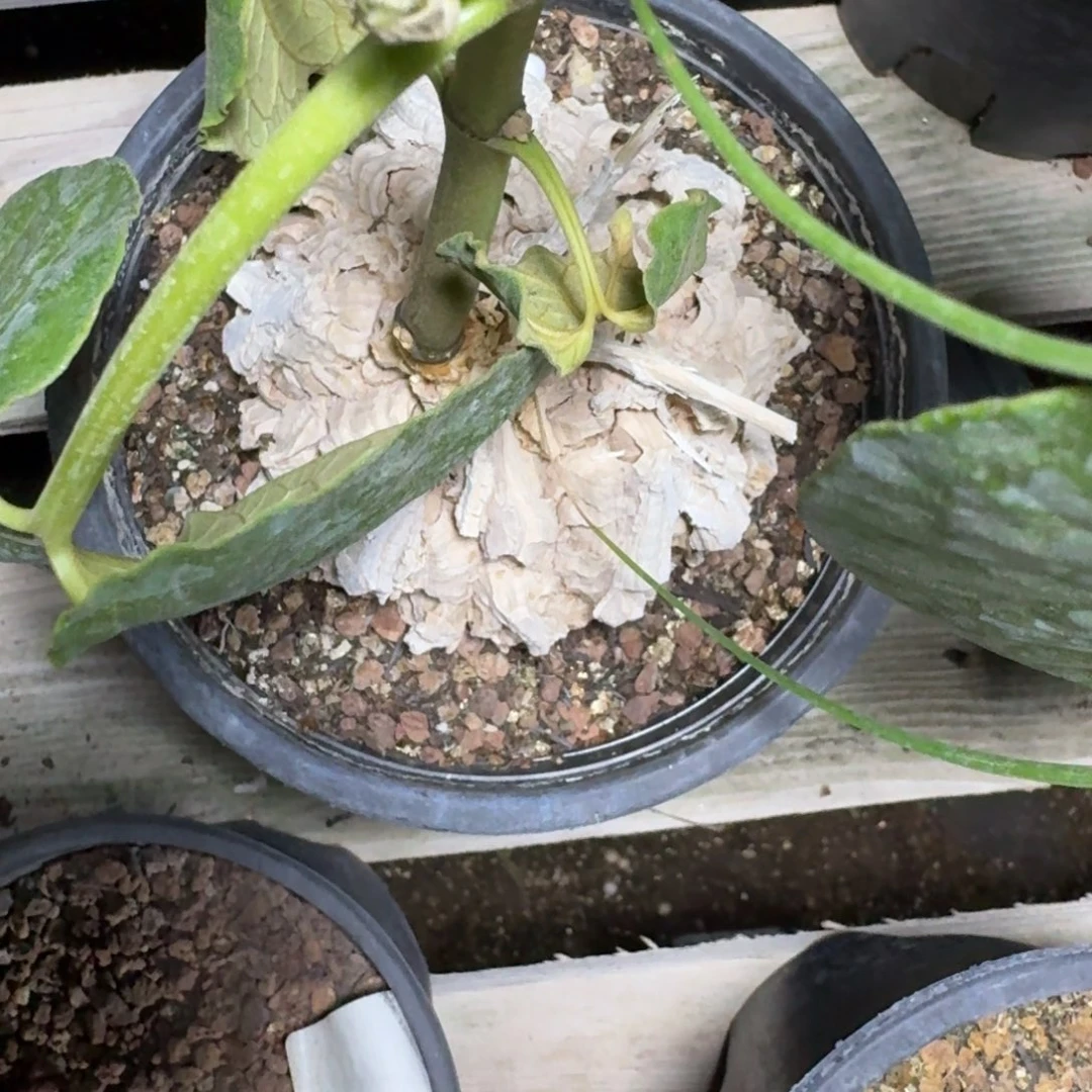 乔***峰龟甲萝藦一物一拍多肉