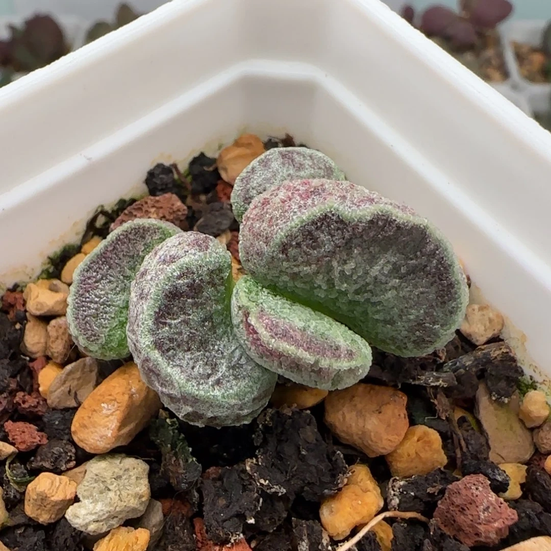天鹅绒水泡多肉植物