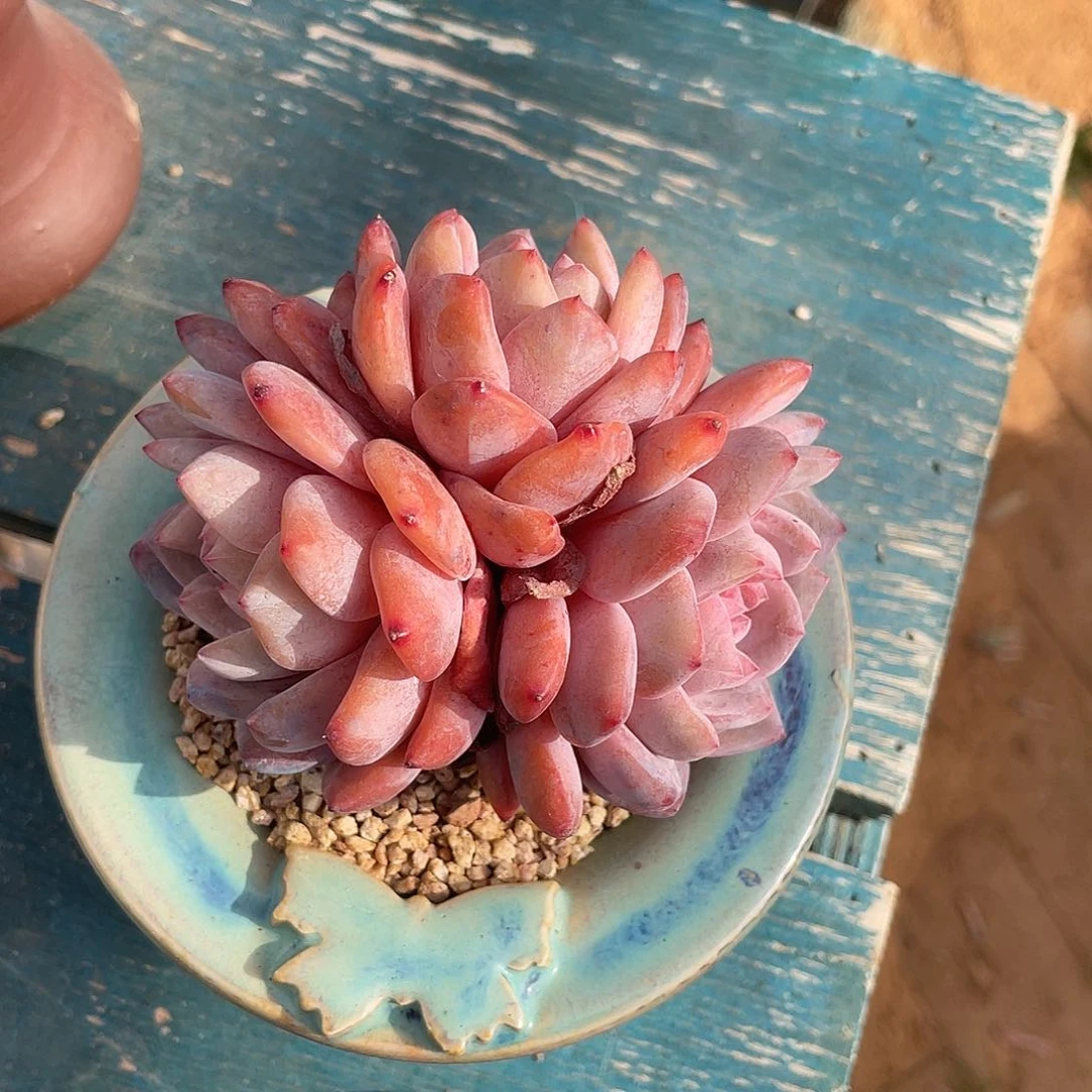 橙梦露群生多肉植物