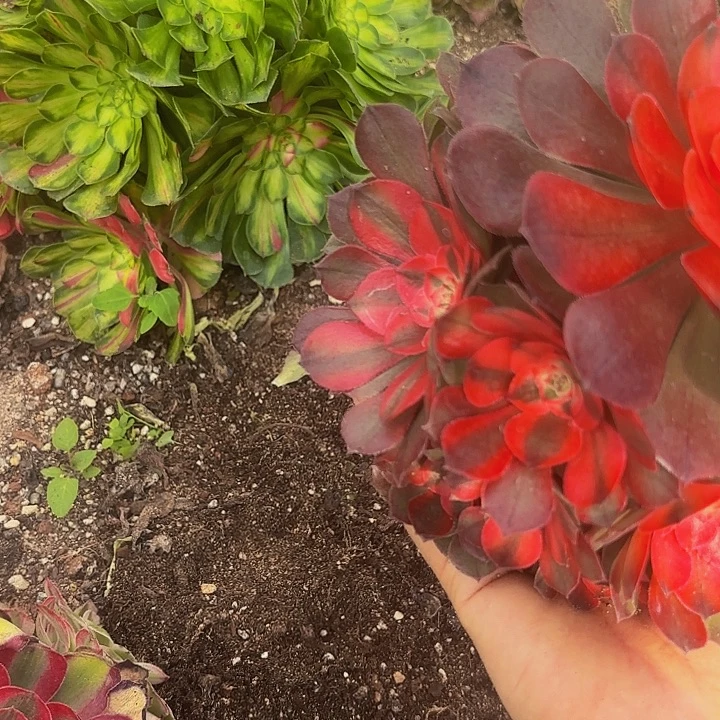 哈哈多肉葡萄附近618