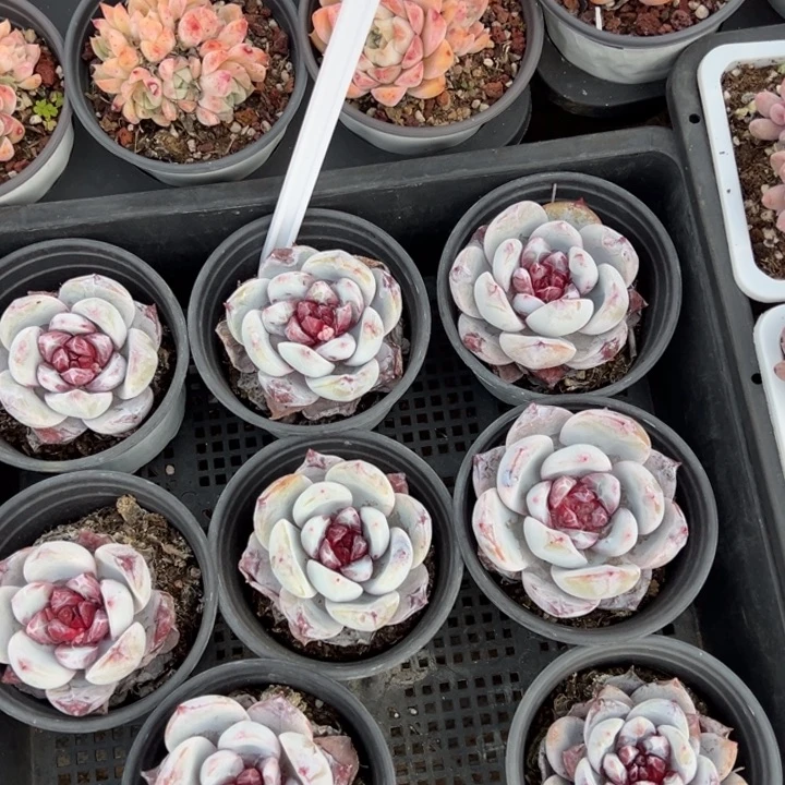 糖心雪天使一颗量拍多肉满20包邮下午发