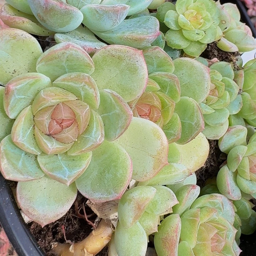 多肉植物多肉植物480